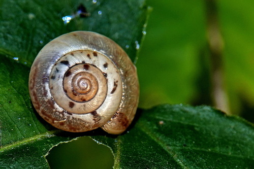 Hygromia cinctella