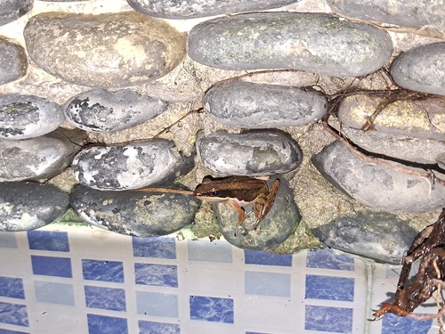 Nicobar Cricket Frog