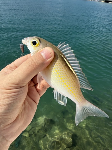 Scolopsis ciliata