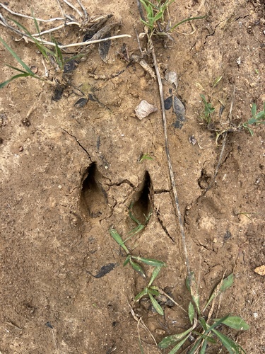 Wild Boar