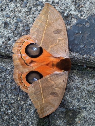 Automeris illustris