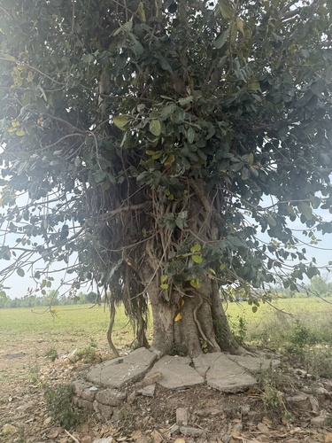 Indian banyan