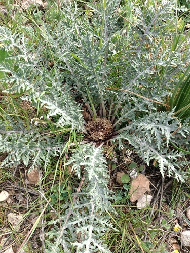 Rhaponticum acaule