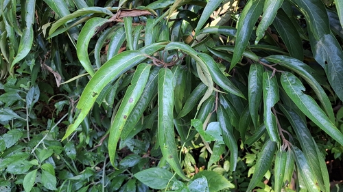 Nectandra angusta