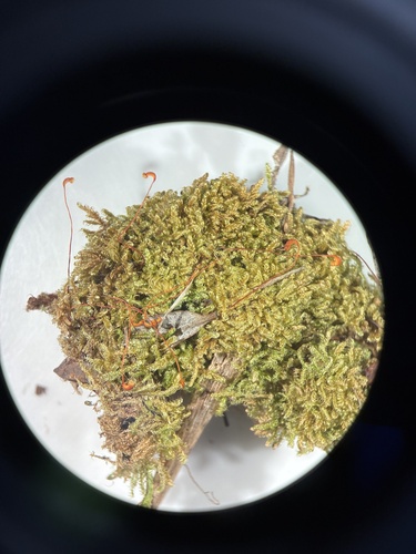 Stereodon holmenii