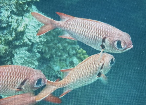 Myripristis murdjan
