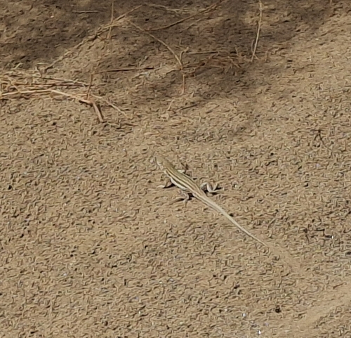 Bosc’s Fringe-toed lizard