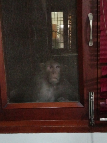 Rhesus Macaque