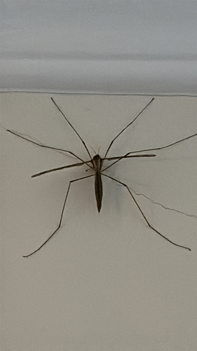 Unknown species found near Cedar St, Berkeley, CA, US