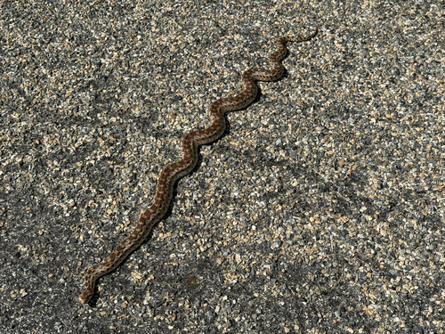 iNaturalist observation photo of Gopher Snake