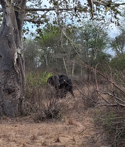 African Savanna Elephant