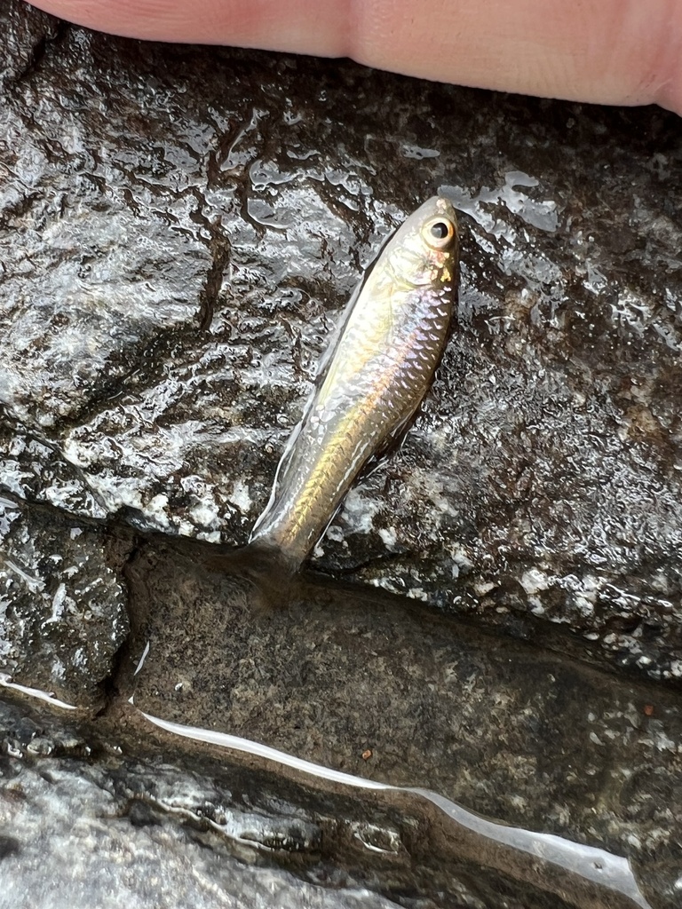Southern African Barbs from Kruger Park, Bushbuckridge, Mpumalanga, ZA ...