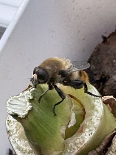 Unknown species found near W Ridley Ave, Ridley Park, PA, US