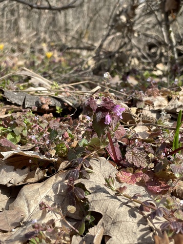 red deadnettle