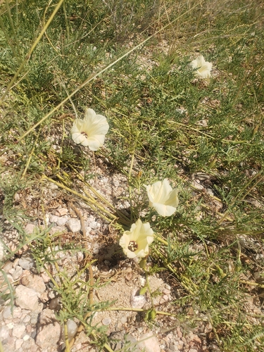 Distimake bipinnatipartitus