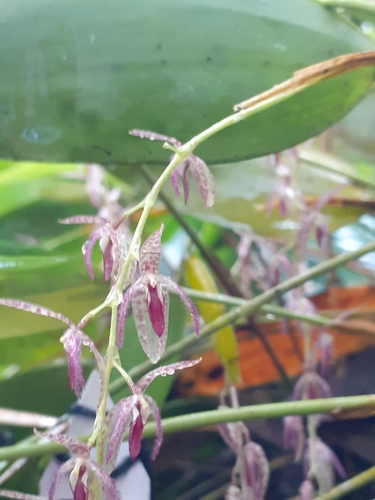 Loranthophylla Orchid