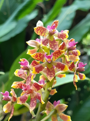 Prosthechea farfanii