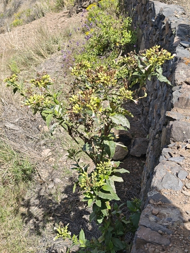 Cultivated tobacco