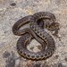 Sierra Garter Snake - Photo (c) Paul Maier, all rights reserved, uploaded by Paul Maier