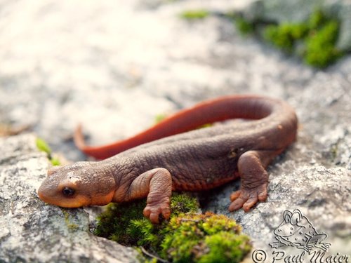iNaturalist observation photo of Sierra Newt