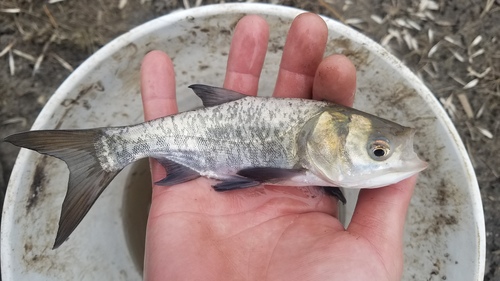 Bighead Carp