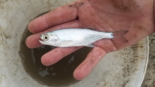 Goldeye