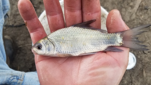 Smallmouth Buffalo