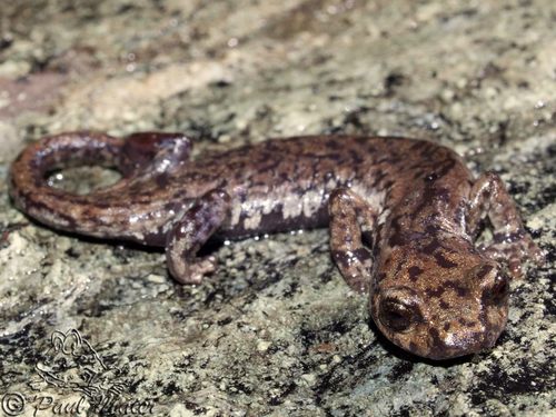 Mount Lyell Salamander