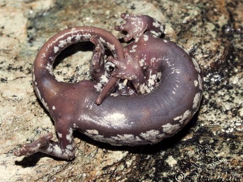 Mount Lyell Salamander