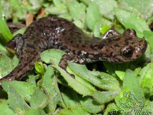 Mount Lyell Salamander