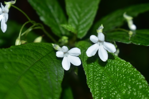 Reldia minutiflora