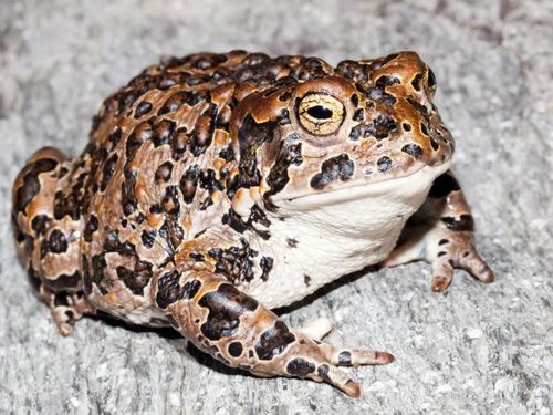 Yosemite Toad