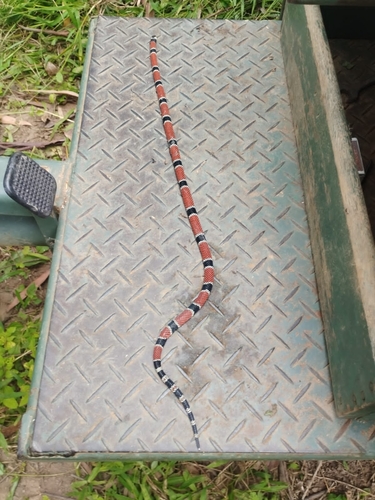 Painted Coralsnake