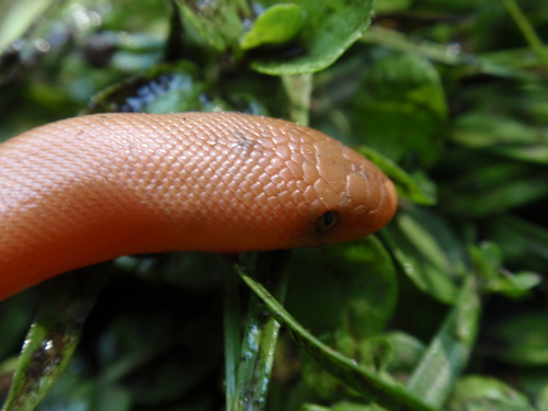 iNaturalist observation photo of Northern Rubber Boa