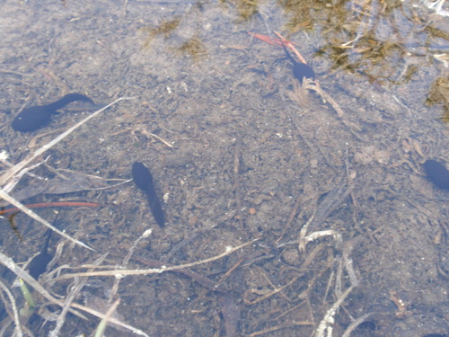iNaturalist observation photo of Yosemite Toad