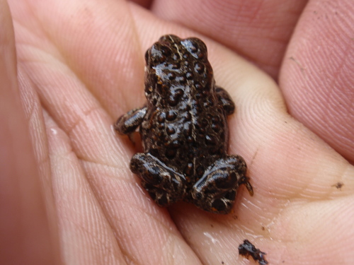 iNaturalist observation photo of Yosemite Toad