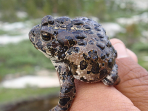 iNaturalist observation photo of Yosemite Toad