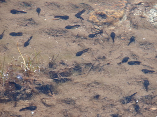 iNaturalist observation photo of Yosemite Toad