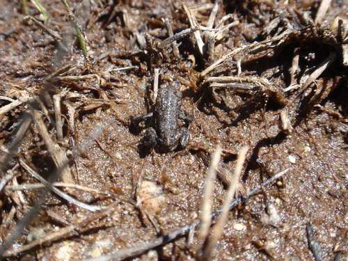 iNaturalist observation photo of Yosemite Toad