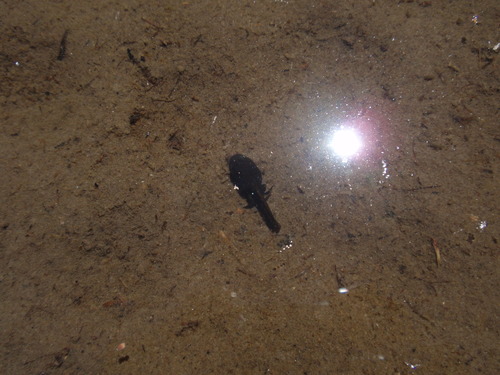 iNaturalist observation photo of Yosemite Toad