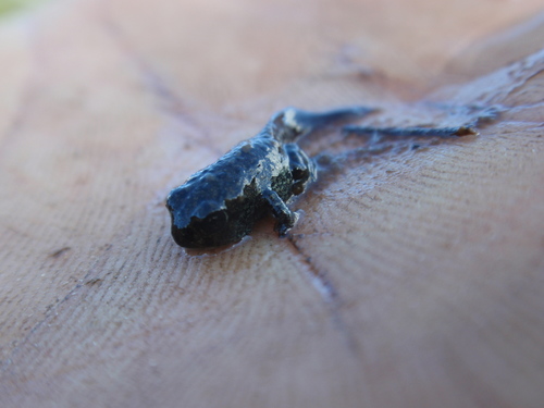 iNaturalist observation photo of Yosemite Toad