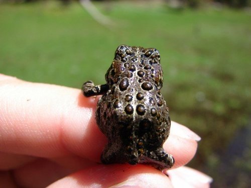 iNaturalist observation photo of Yosemite Toad