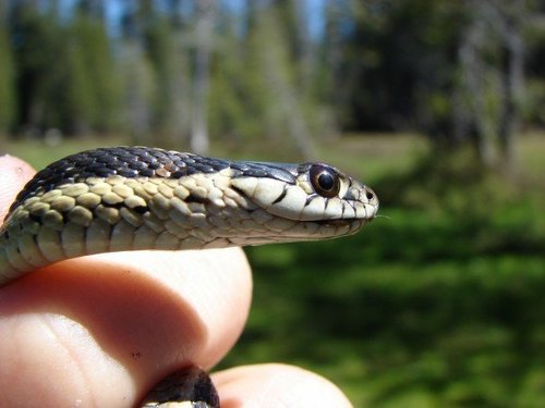 iNaturalist observation photo of Mountain Garter Snake