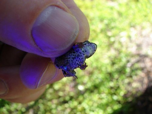 iNaturalist observation photo of Yosemite Toad