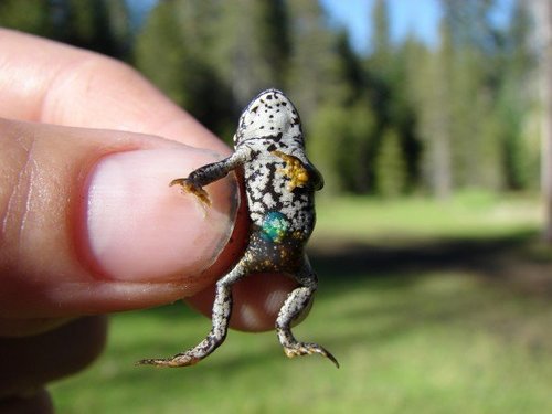 iNaturalist observation photo of Yosemite Toad
