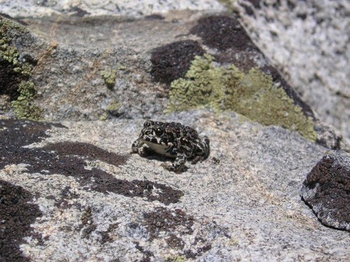 iNaturalist observation photo of Yosemite Toad