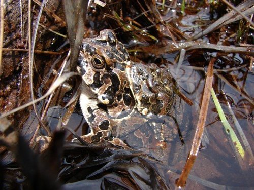 iNaturalist observation photo of Yosemite Toad