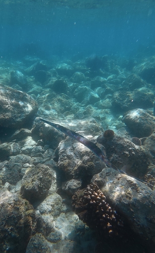 Fistularia commersonii