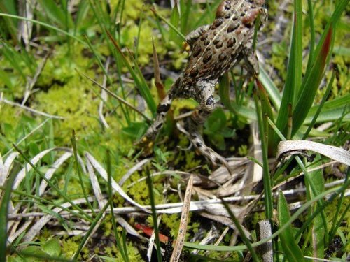 iNaturalist observation photo of Yosemite Toad