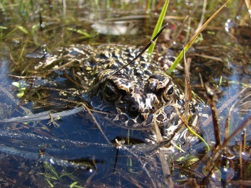 iNaturalist observation photo of Yosemite Toad